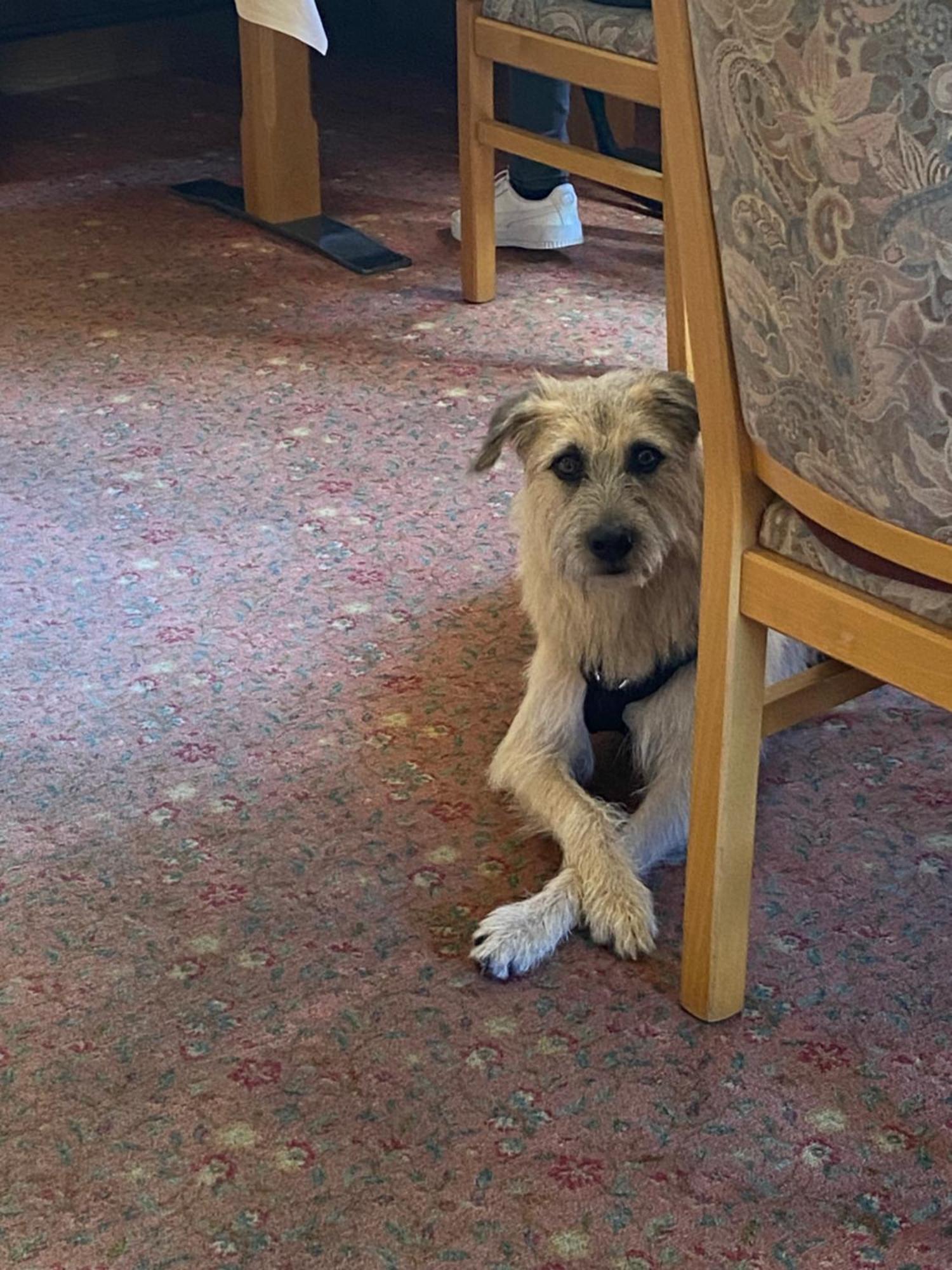 & Hubertushoehe - Ihr Fuer Urlaub Mit Hund 3* Schmallenberg
